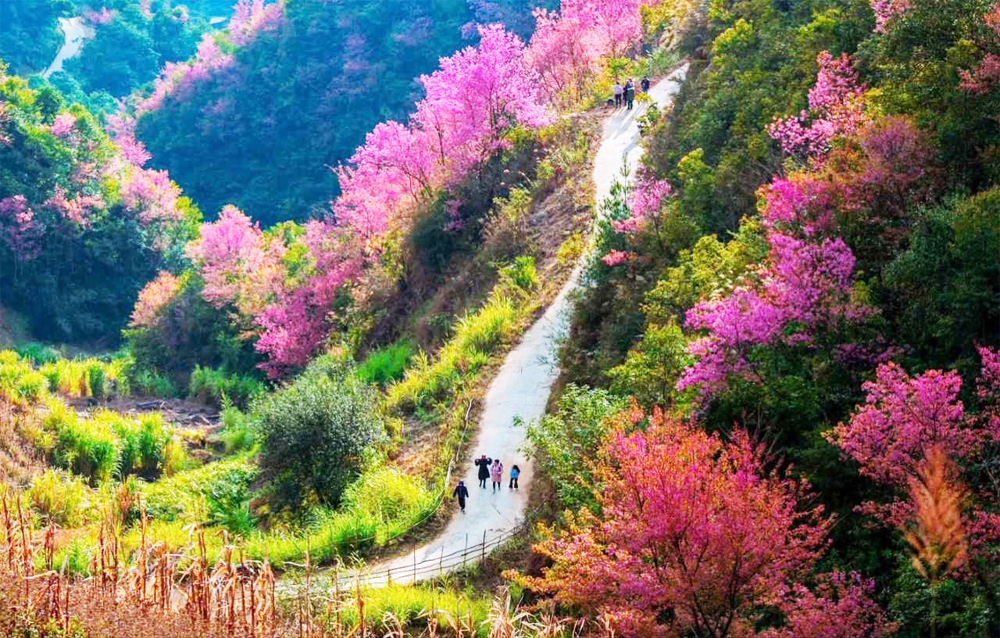 Tour Ruộng Bậc Thang Mù Cang Chải